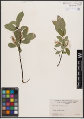 Salix barclayi Andersson